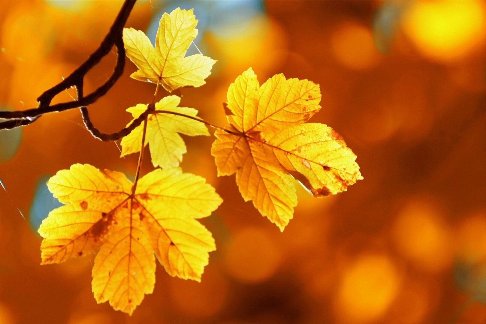 HD Photograph of Autumn Yellow leaf