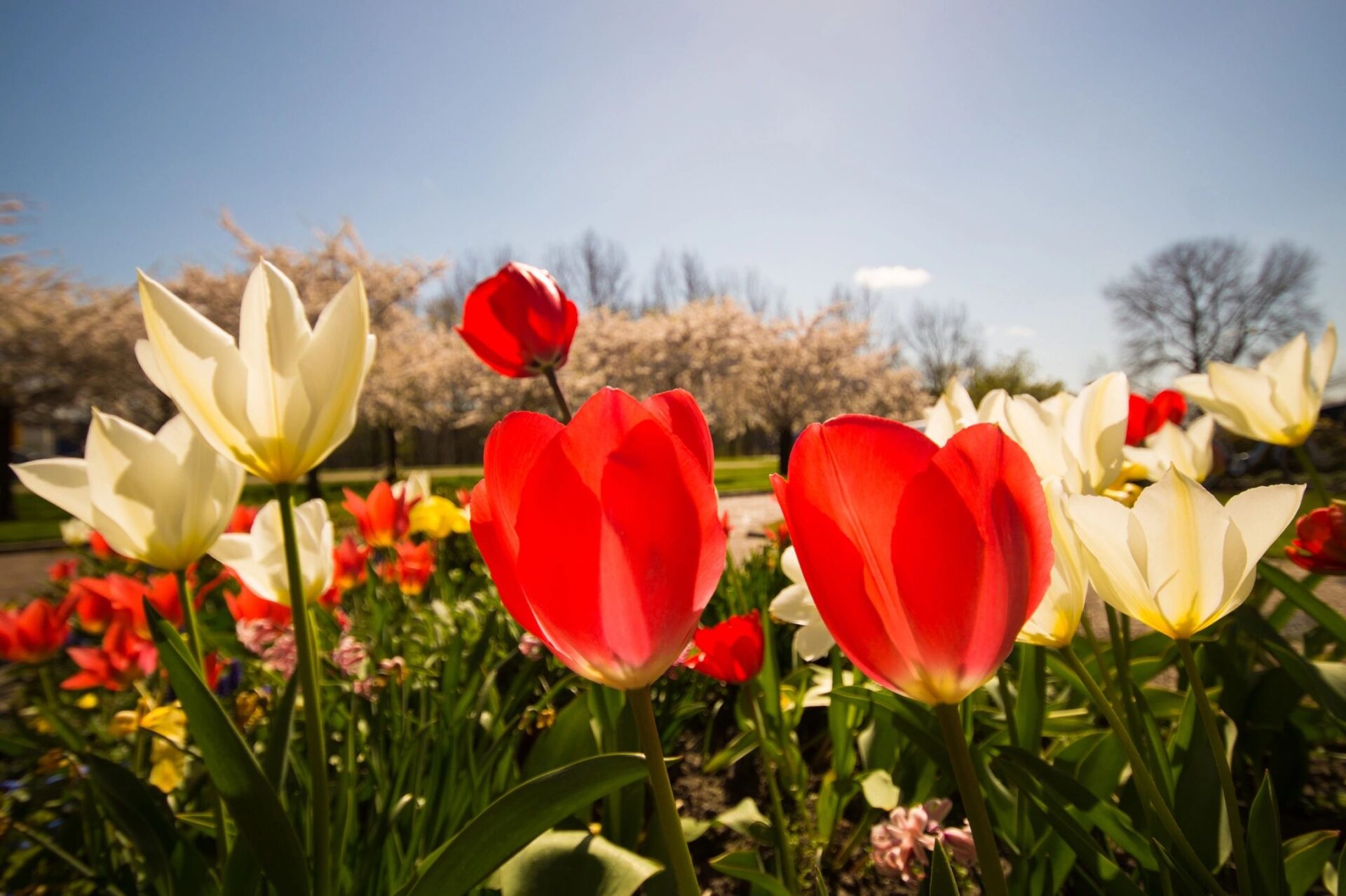 HD Picture of Yellow and Red Spring Tulips